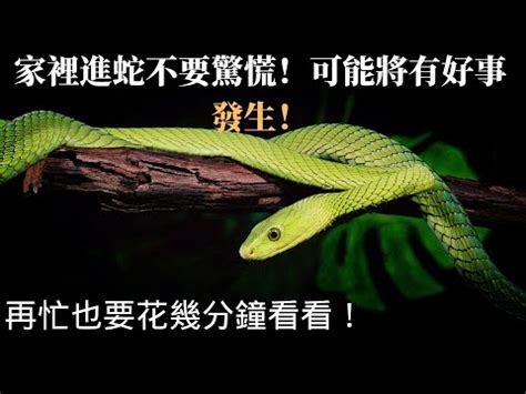 家裡有蛇風水|【家裡有蛇 代表】家中驚現蛇跡！代表吉兆還是凶兆？